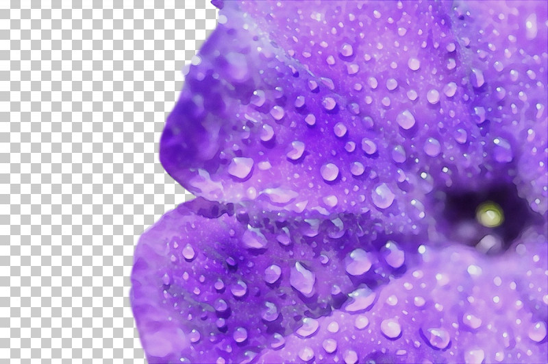 Lavender PNG, Clipart, Closeup, Glitter, Lavender, Lilac M, Paint Free PNG Download