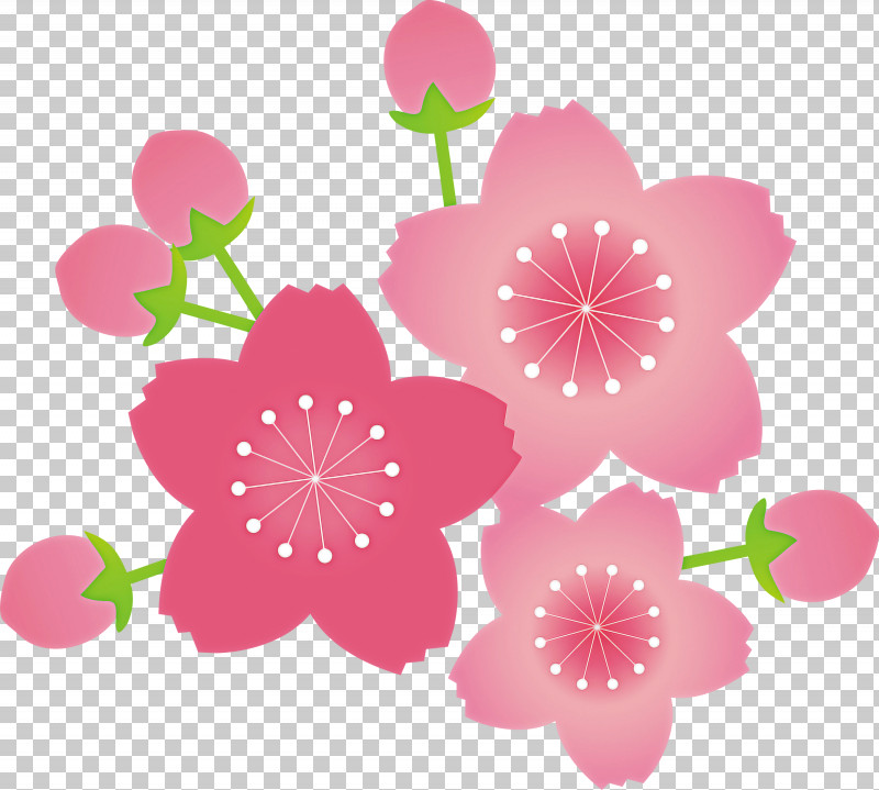 Cherry Flower Floral Flower PNG, Clipart, Cherry Flower, Floral, Flower, Petal, Pink Free PNG Download