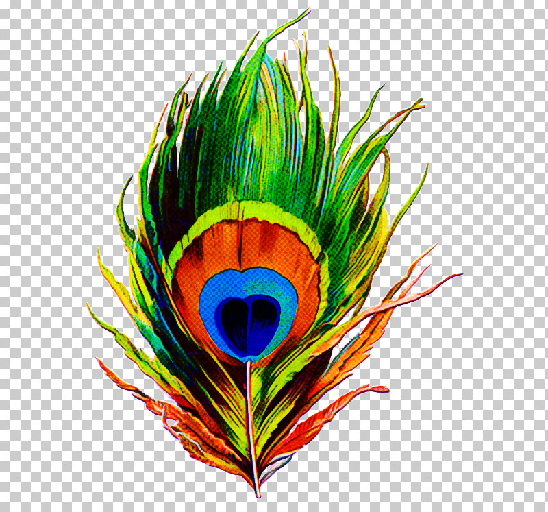 Feather PNG, Clipart, Birds, Drawing, Feather, Indian Peafowl, Painting Free PNG Download
