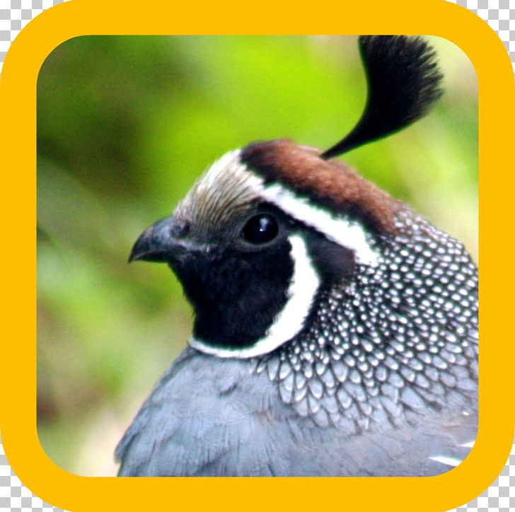 White Stork Bird Common Quail New World Warbler PNG, Clipart, Animal, Animals, Beak, Bird, Bird Migration Free PNG Download