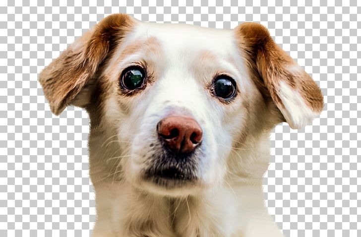 Border Collie Puppy Pet Sitting PNG, Clipart, Animal, Animals, Border Collie, Companion Dog, Computer Icons Free PNG Download