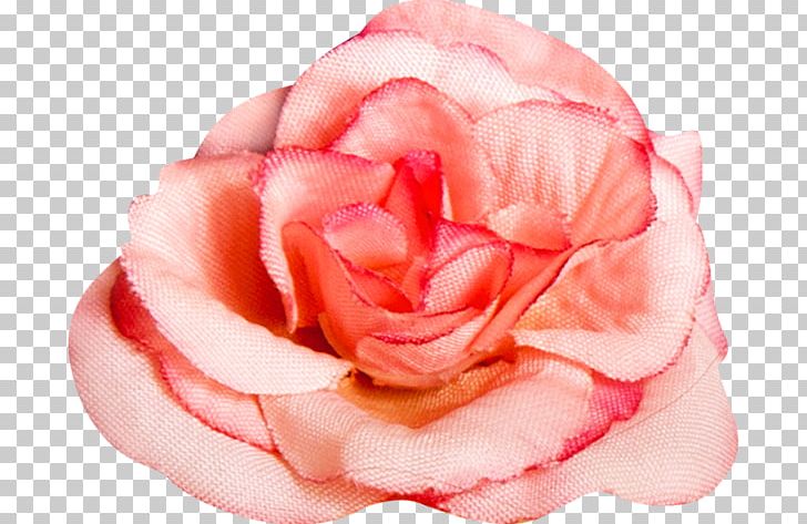 Garden Roses Flower PNG, Clipart, 3d Computer Graphics, Closeup, Computer Graphics, Cut Flowers, Download Free PNG Download
