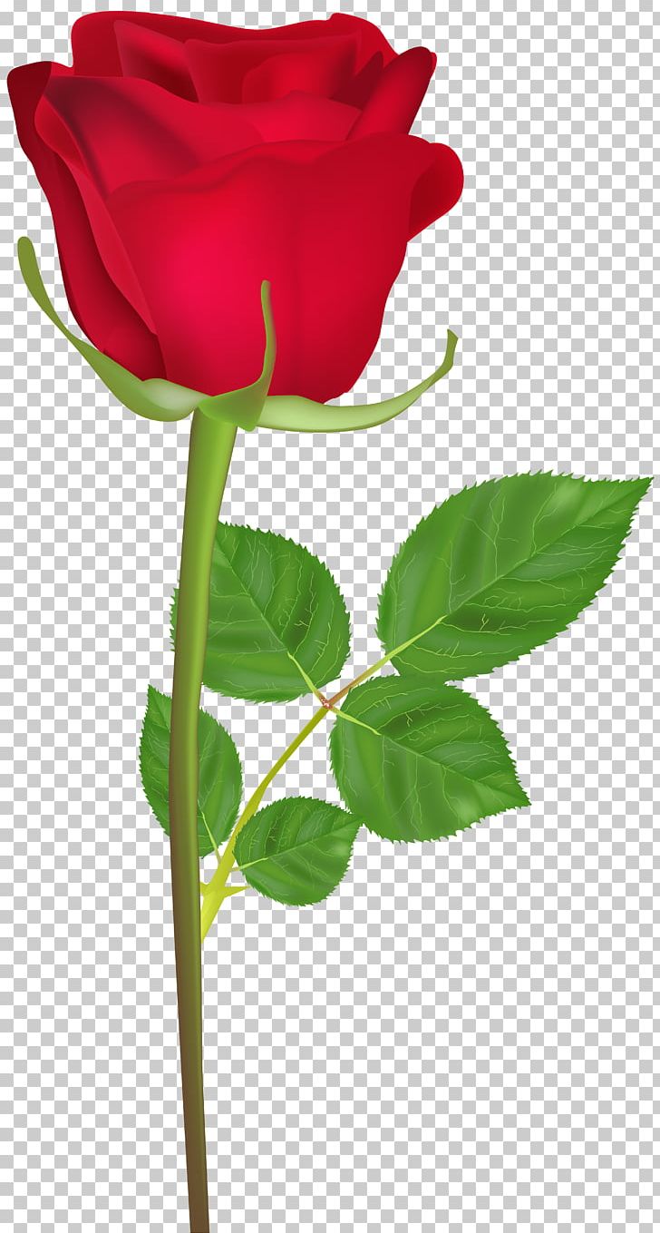Garden Roses PNG, Clipart, Animation, Clipart, Cut Flowers, Desktop Wallpaper, Facebook Free PNG Download