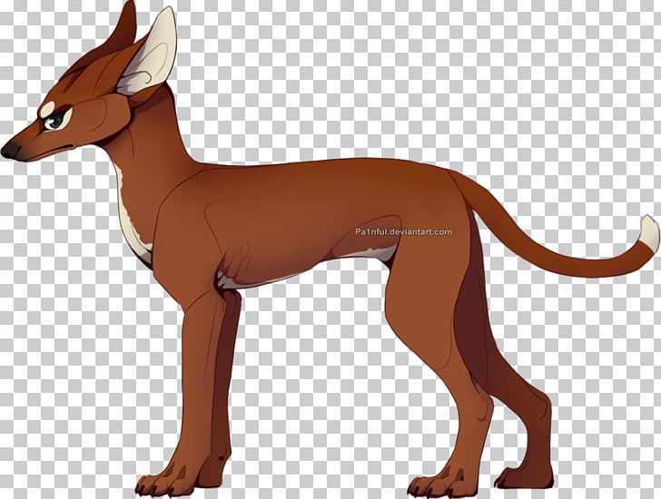 Pharaoh Hound Dog Breed Italian Greyhound Ibizan Hound Dachshund PNG, Clipart, Animal, Bloodhound, Breed, Carnivoran, Dachshund Free PNG Download