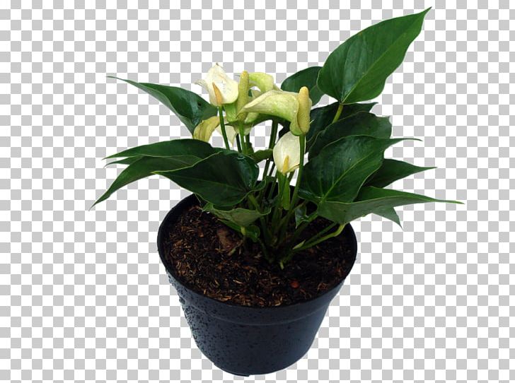 Succulent Plant Ornamental Plant Leaf Stevia PNG, Clipart,  Free PNG Download