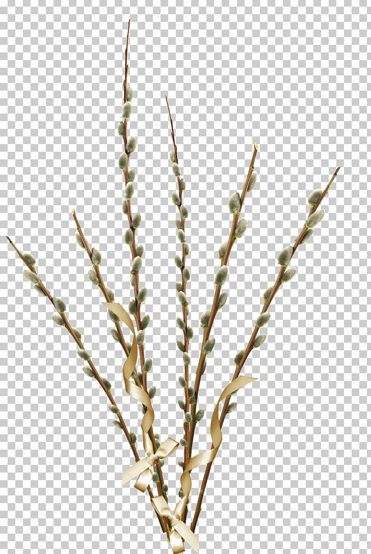 Willow Palm Sunday PNG, Clipart, Branch, Commodity, Digital Image, Dots Per Inch, Encapsulated Postscript Free PNG Download