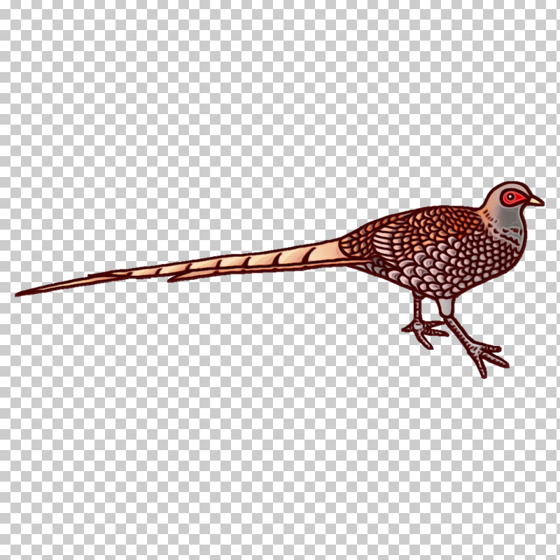 Feather PNG, Clipart, Beak, Birds, Cartoon, Drawing, Duck Free PNG Download
