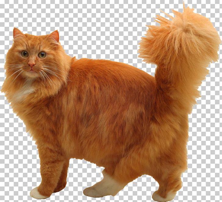 Cats PNG, Clipart, Cats Free PNG Download