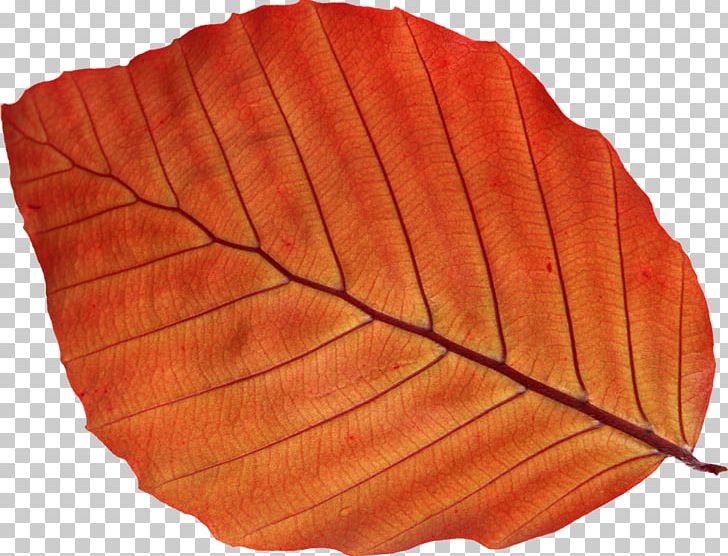 Autumn Leaf Color Photography PNG, Clipart, Autumn, Autumn Leaf Color, Bladnerv, Burknar, Download Free PNG Download