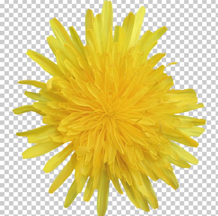Yellow Flower Dandelion Photography White PNG, Clipart, Botany, Chrysanths, Cicek, Color, Cut Flowers Free PNG Download