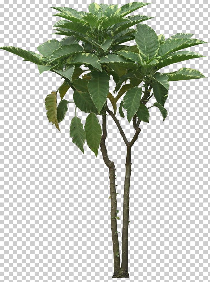 Tree Bonsai Cordyline Australis Shrub Qiaomu PNG, Clipart, Arecaceae, Bonsai, Branch, Cordyline, Cordyline Australis Free PNG Download