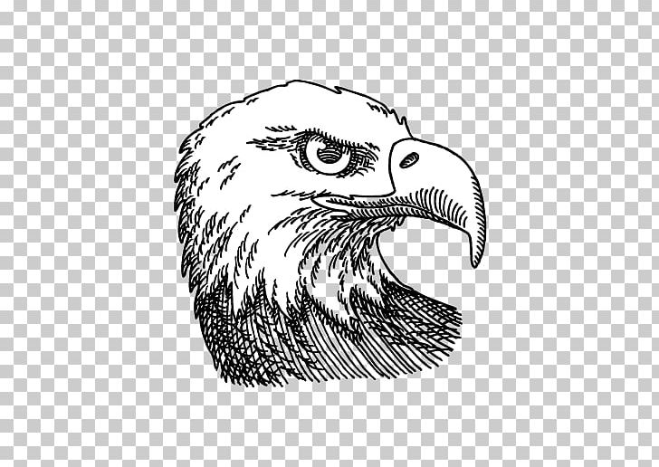 Bald Eagle Drawing Graphics Illustration PNG, Clipart, Bald, Bald Eagle, Beak, Bird, Bird Of Prey Free PNG Download