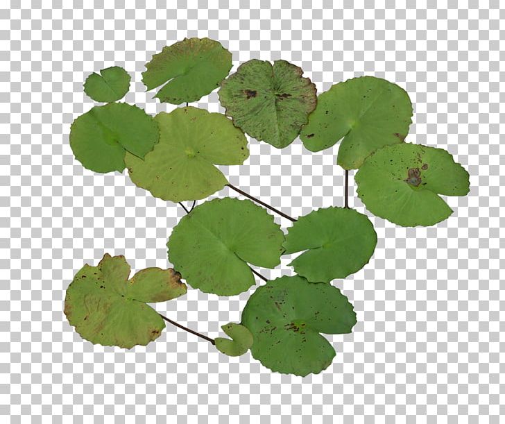 Nelumbo Nucifera Water Lily Software Animation PNG, Clipart, Animation, Annual Plant, Autumn Leaf, Encapsulated Postscript, Green Free PNG Download