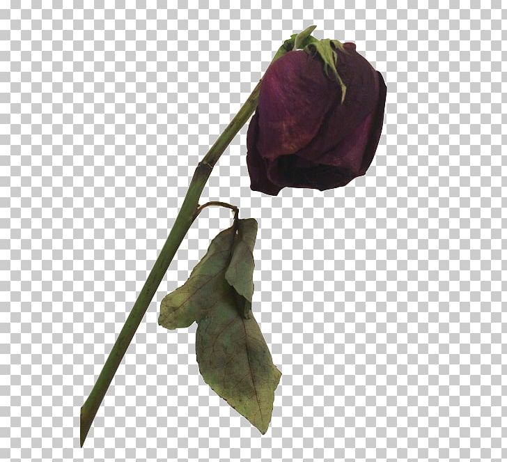The Covered Amazon.com Death Flower Rose PNG, Clipart, Alexis Nicole White, Amazon.com, Amazoncom, Covered, Cut Flowers Free PNG Download