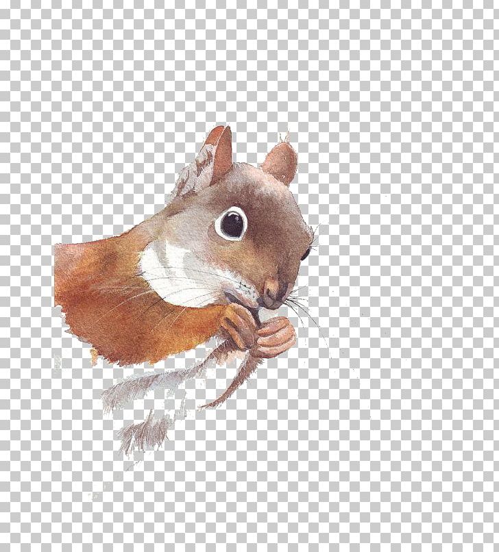 Cute Squirrel PNG, Clipart, Animal, Animals, Art, Chipmunk, Cute Free PNG Download