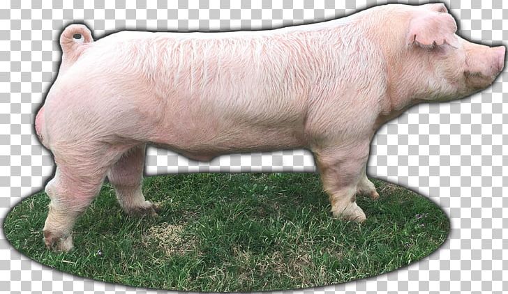 Domestic Pig Hogs And Pigs Animal Livestock Chili Dog PNG, Clipart, Animal, Animal Figure, Animals, Boar, Chili Dog Free PNG Download