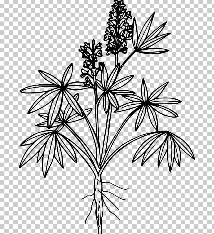 Line Art European Yellow Lupine Drawing PNG, Clipart, Black And White, Branch, Color, Coloring Book, Desktop Wallpaper Free PNG Download