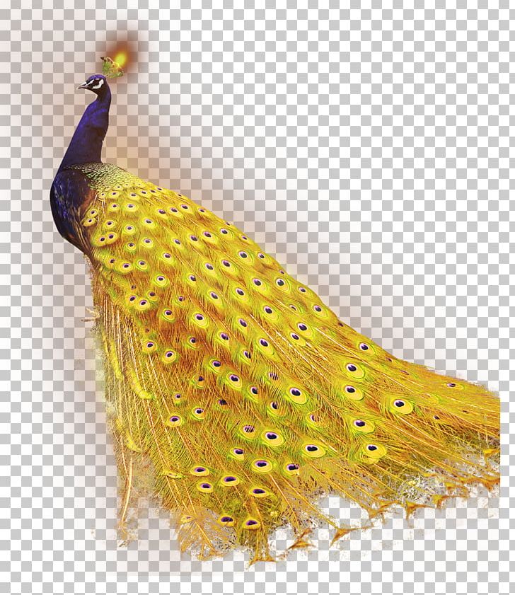 Peafowl PNG, Clipart, Animals, Color, Computer Software, Dots Per Inch, Download Free PNG Download