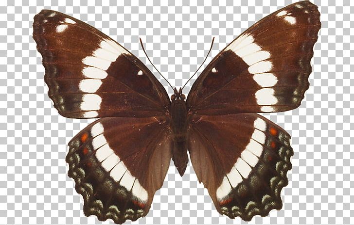 Butterfly Moth Insect Gossamer-winged Butterflies Limenitis Arthemis PNG, Clipart, Arthropod, Brush Footed Butterfly, Butterflies And Moths, Butterfly, Insect Free PNG Download