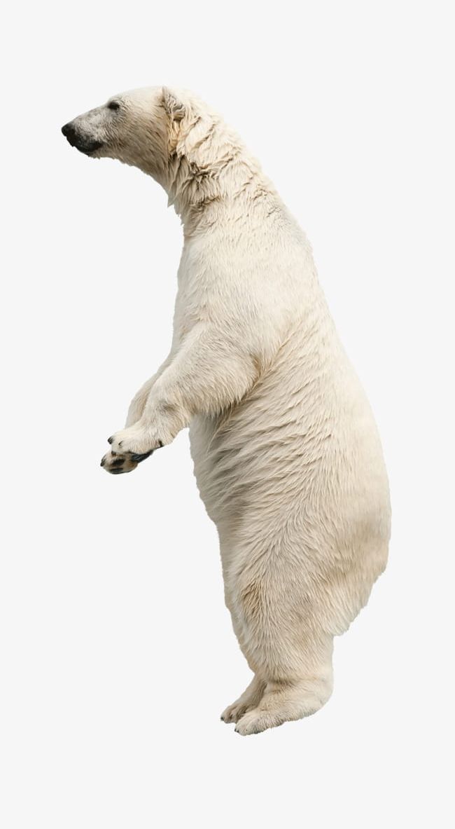 Polar Bears Animals PNG, Clipart, Animal, Animals Clipart, Arctic, Bear, Bears Clipart Free PNG Download