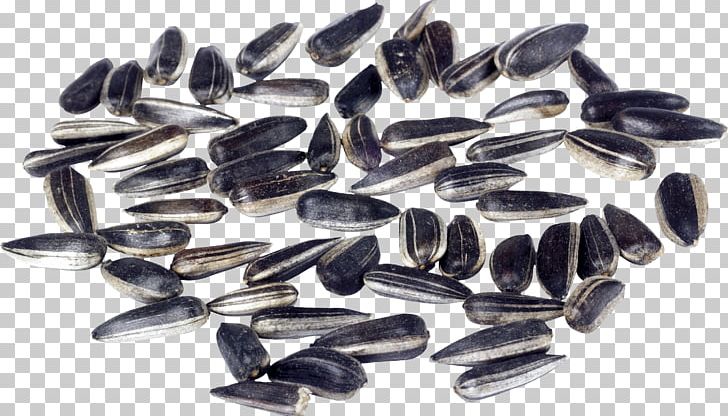 Sunflower Seed Common Sunflower Sowing PNG, Clipart, Common Sunflower, Germination, Grass, Grasses, Jewelry Making Free PNG Download