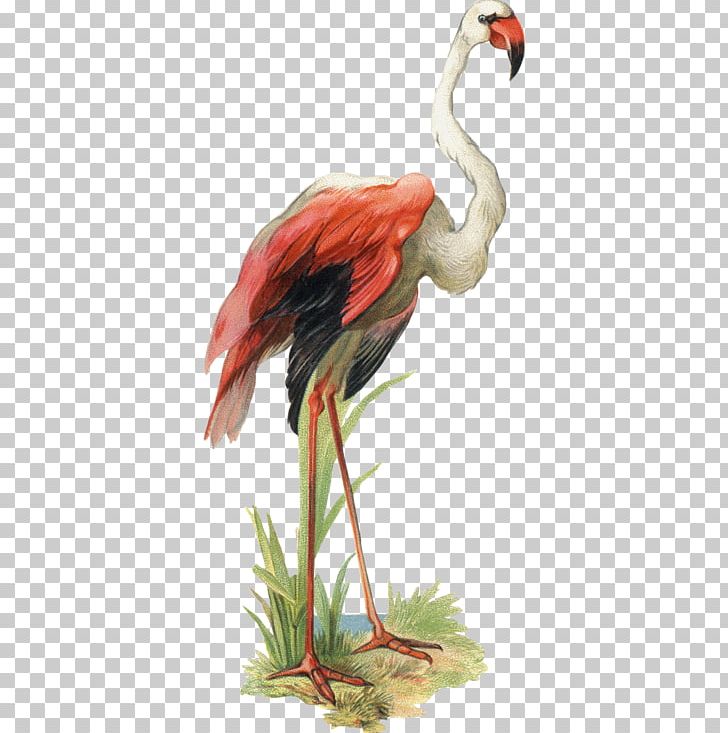 Bird Goose Flamingo PNG, Clipart, Animals, Art, Beak, Cartoon, Crane Like Bird Free PNG Download