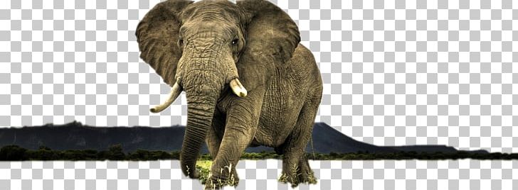 High-definition Television Display Resolution High-definition Video Wildlife PNG, Clipart, Animal, Animals, Baby Elephant, Cute Elephant, Fauna Free PNG Download