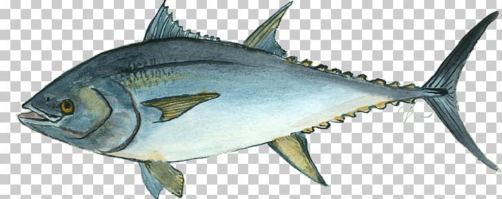 Mackerel Atlantic Bluefin Tuna Thunnus Oily Fish PNG, Clipart, Albacore, Animal Figure, Animals, Atlantic Bluefin Tuna, Bluefish Free PNG Download
