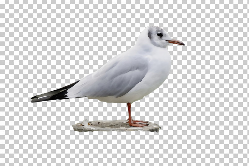Feather PNG, Clipart, American Herring Gull, Beak, Biology, Birds, Europe Free PNG Download