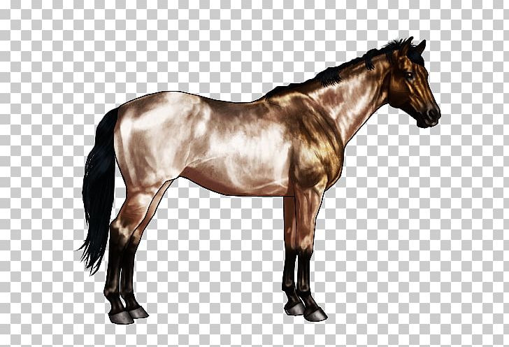 Appaloosa American Quarter Horse Horse Markings Chestnut Buckskin PNG, Clipart, Appaloosa, Bay, Black, Brindle, Buckskin Free PNG Download