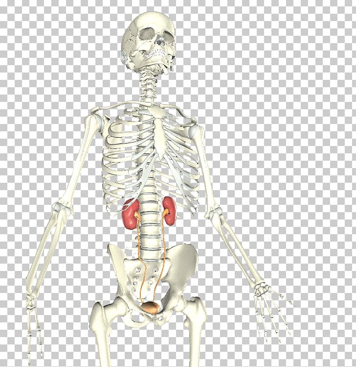 Bone Skeleton Homo Sapiens Shoulder Muscle PNG, Clipart, Arm, Bone, Fantasy, Homo Sapiens, Human Free PNG Download