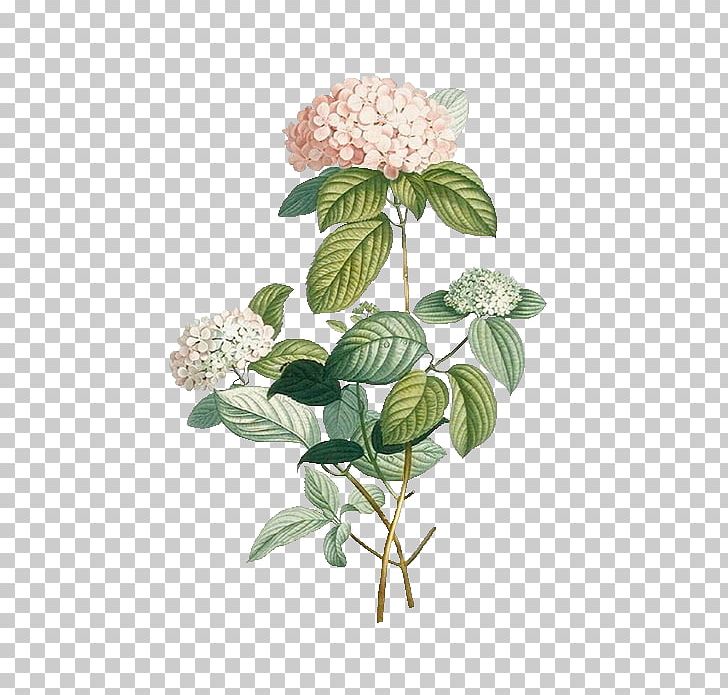 Cut Flowers Floral Design PNG, Clipart, Art, Botanical Illustration, Botany, Branch, Cut Flowers Free PNG Download