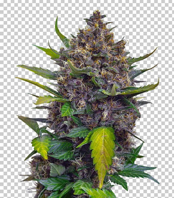 Cannabis Skunk Seed Cultivar Plant PNG, Clipart, Auto, Bud, Cannabis, Cream, Cultivar Free PNG Download