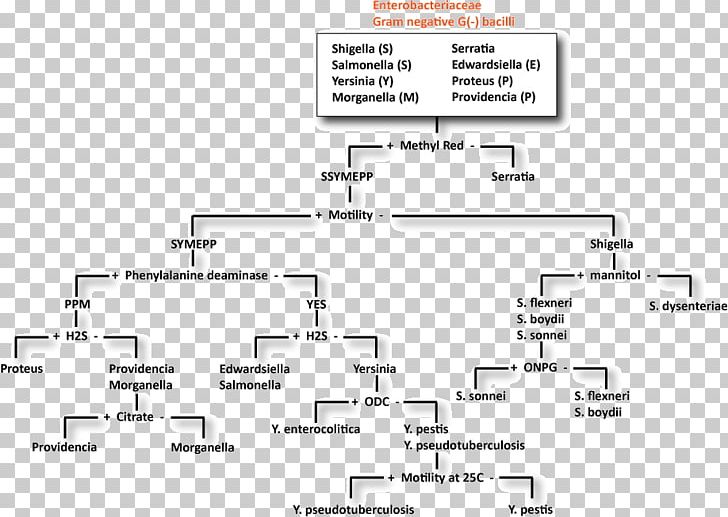 Gram-negative Bacteria Fermentation TSI Slant Lactose PNG, Clipart, Angle, Bacillus, Bacteria, Diagram, Document Free PNG Download