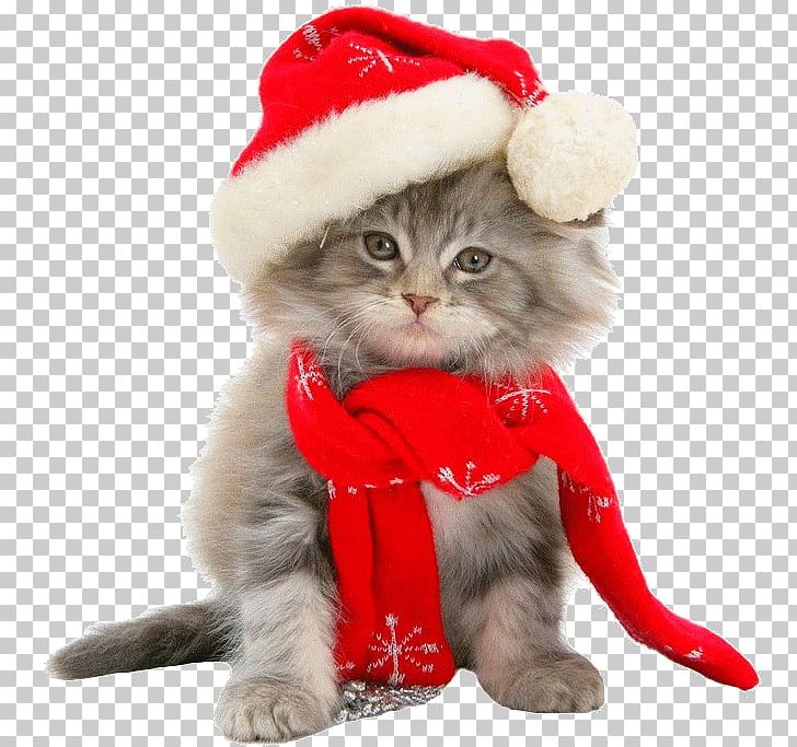 Kitten Maine Coon Christmas Throw Pillows PNG, Clipart, Animals, Carnivoran, Cat, Cat Like Mammal, Christmas Free PNG Download