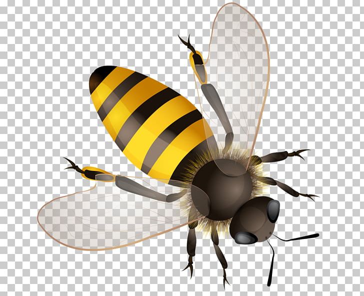 Worker Bee Hornet Bumblebee Africanized Bee PNG, Clipart, Africanized Bee, Arthropod, Bee, Bumblebee, Fly Free PNG Download