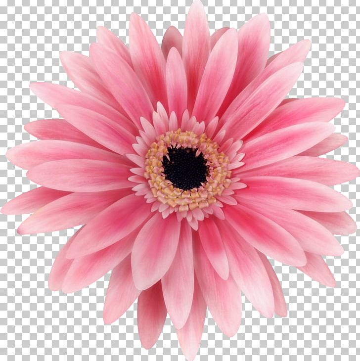 Transvaal Daisy Pink Flowers Common Daisy Rose PNG, Clipart