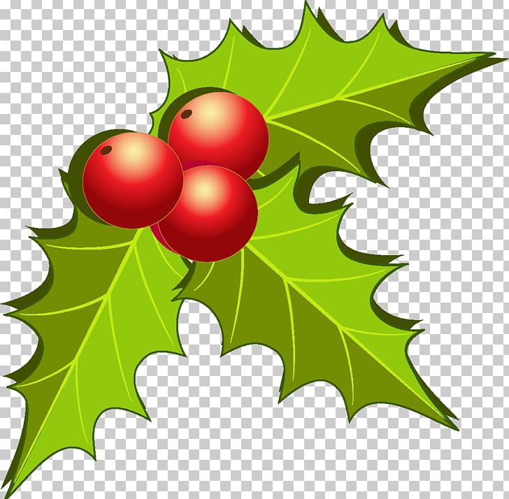 Fruit Christmas Decoration PNG, Clipart, Aquifoliaceae, Aquifoliales, Auglis, Branch, Christmas Free PNG Download