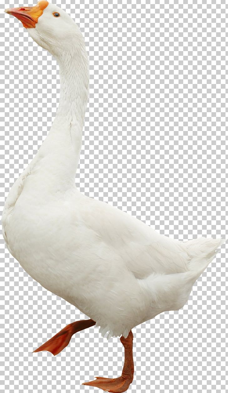 Toulouse Goose Bird Duck Domestic Goose PNG, Clipart, Anatidae, Animal, Animals, Beak, Bird Free PNG Download