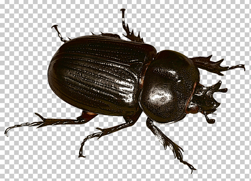 asiatic rhinoceros beetle