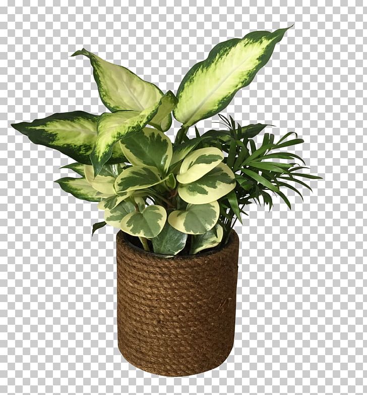 Chinese Evergreens Palmer Flowers Loveland Houseplant PNG, Clipart, Aeschynanthus, Chinese, Chinese Evergreens, Devils Ivy, Evergreen Free PNG Download