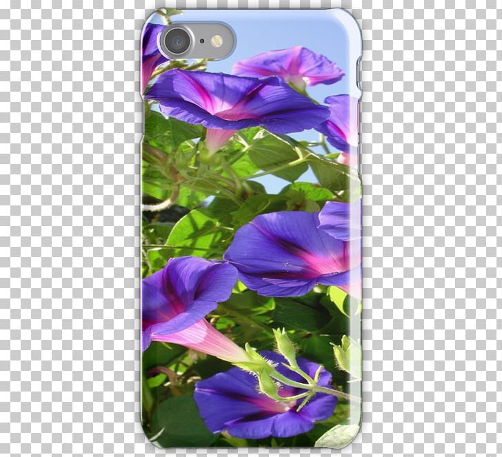 Pansy Morning Glory Common Morning-glory Plant Bellflower Family PNG, Clipart, Anemone, Bellflower Family, Bellflowers, Flora, Flower Free PNG Download