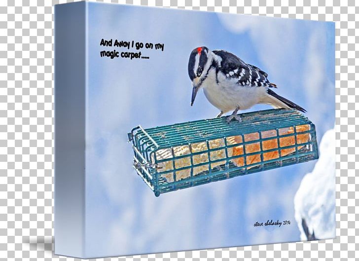 Advertising Flightless Bird Beak PNG, Clipart, Advertising, Animals, Beak, Bird, Fauna Free PNG Download