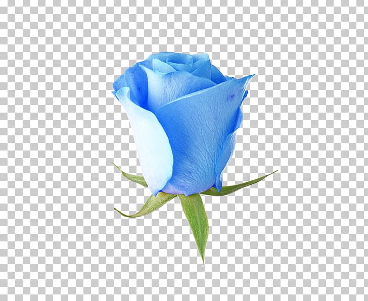Blue Rose Garden Roses Flower PNG, Clipart, Blue, Blue Flower, Blue Rose, Bud, Computer Wallpaper Free PNG Download
