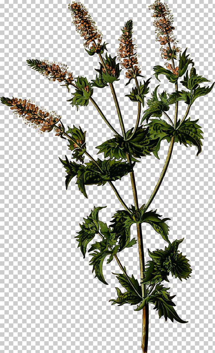 Mentha Spicata Apple Mint Water Mint Peppermint Mentha Arvensis PNG, Clipart, Apple Mint, Essential Oil, Flowers, Food Drinks, Herb Free PNG Download