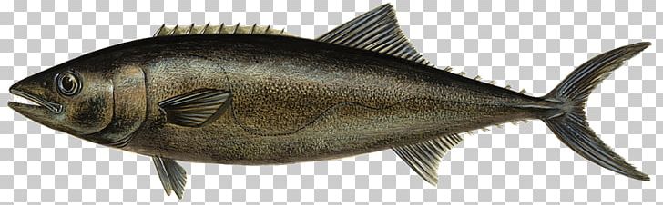 Milkfish Escolar Thunnus Oily Fish PNG, Clipart, Alaska Pollock, Atlantic Salmon, Escolar, Fauna, Fillet Free PNG Download