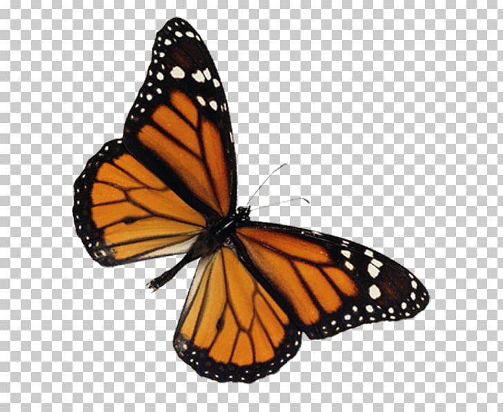 Monarch Butterfly Animation Motion PNG, Clipart, Adobe After Effects,  Animation, Arthropod, Blog, Brush Footed Butterfly Free