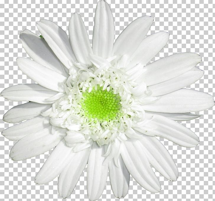 Oxeye Daisy Daisy Family German Chamomile Cut Flowers PNG, Clipart, Advertising, Aster, Black And White, Camomile, Chrysanthemum Free PNG Download