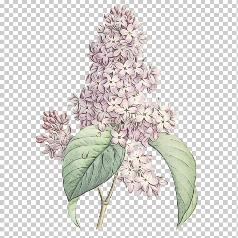 Flower Lilac Plant Lilac Leaf PNG, Clipart, Buddleia, Cornales, Flower, Hydrangea, Leaf Free PNG Download