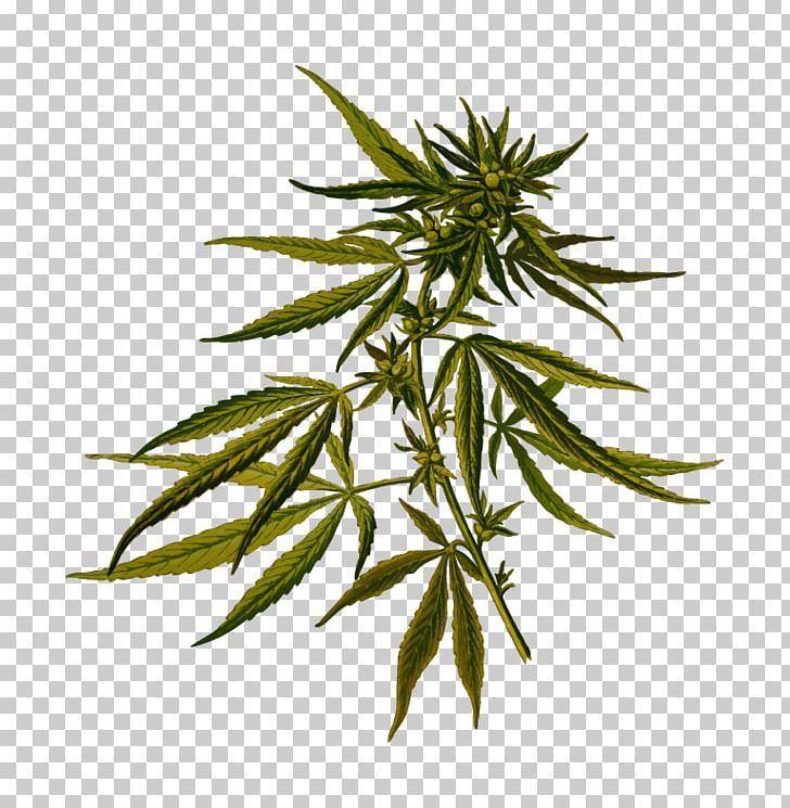 Cannabis Sativa Hemp Hash Oil Medical Cannabis PNG, Clipart, Cannabis, Cannabis Cultivation, Cannabis Flower Essential Oil, Cannabis Sativa, Drug Free PNG Download